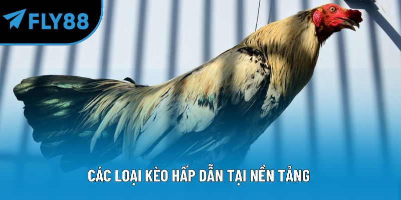 Các loại kèo hấp dẫn tại nền tảng 
